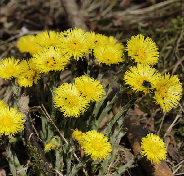 Coltsfoot