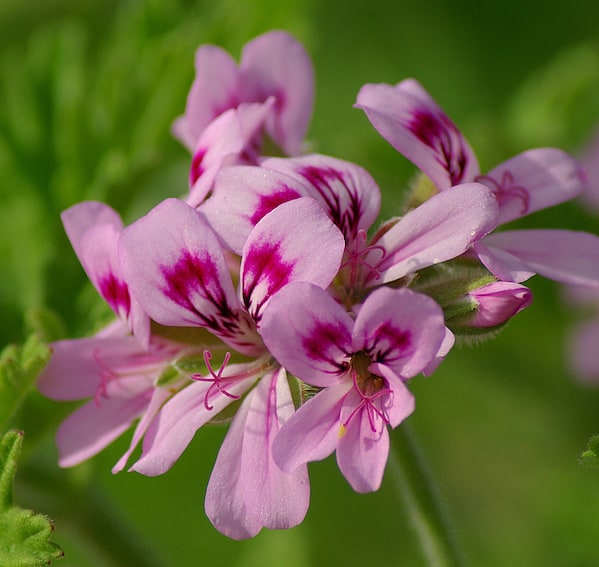 Geranium Oil