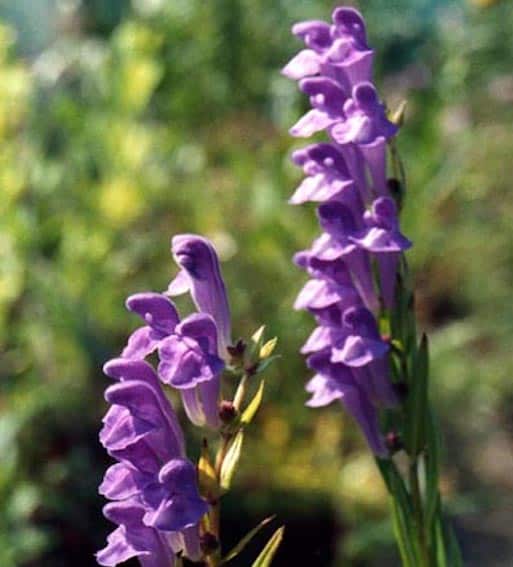 Skullcap