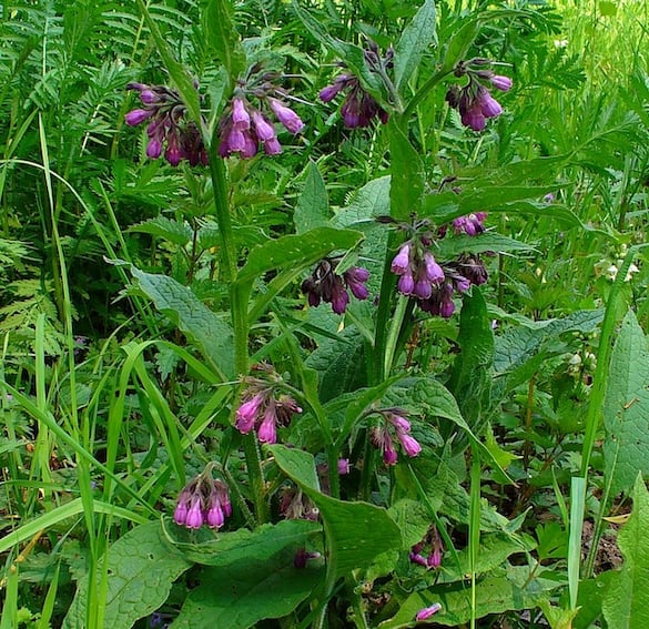 Comfrey