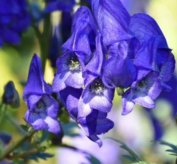 Aconite