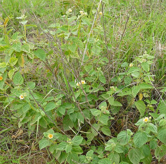 Country Mallow