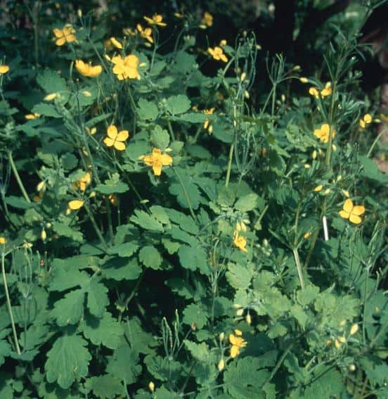 Greater Celandine