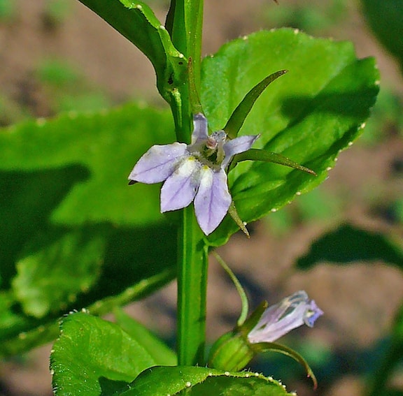 Lobelia