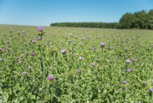 Organic Milk Thistle Extract Powder Fields