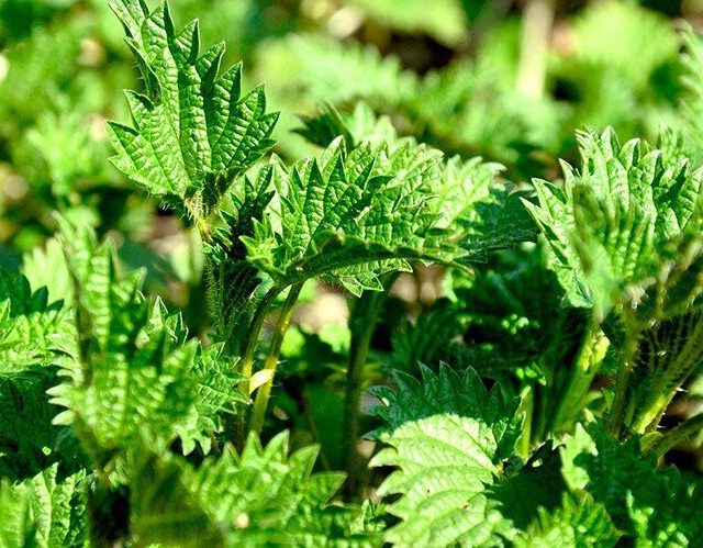 Organic Nettle Extract Powder 20:1 Urtica