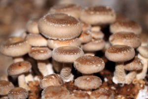 AHCC Powder 30% Shiitake Mycelia