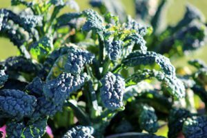 Dinosaur Kale is Rich in Ferulic Acid