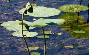 Organic Lotus Leafs