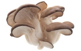 Organic Oyster-Mushroom Powder Extract