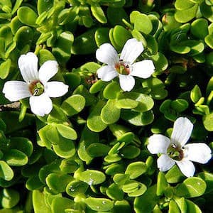 Organic Bacopa Monnieri Extract Powder