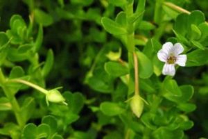 Organic Bacopa Monnieri Capsules