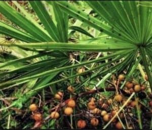 Organic Saw Palmetto Supplement (Serenoa Repens