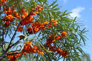 Organic Sea Buckthorn Juice Powder