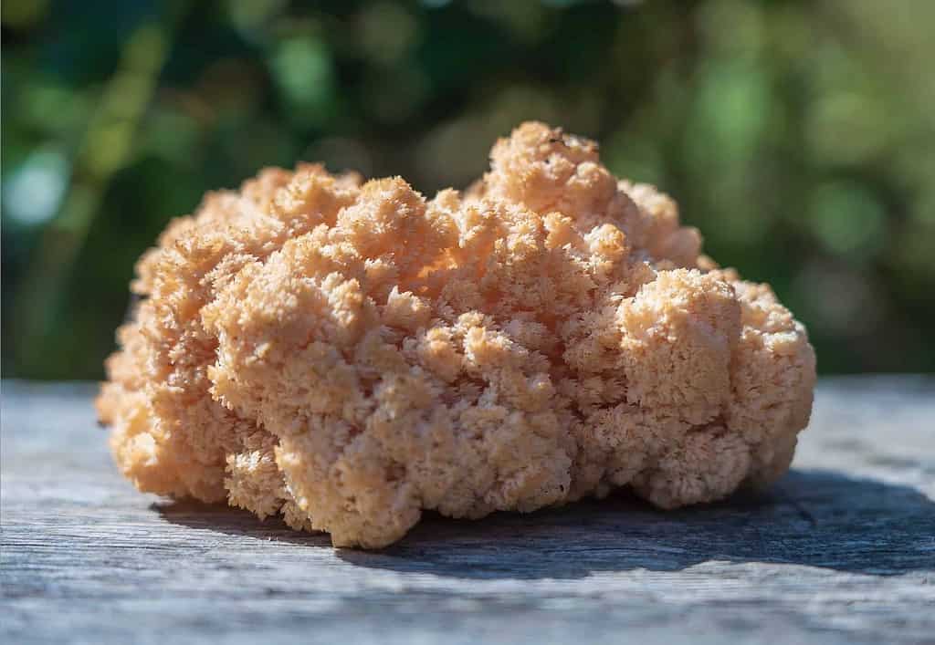 Organic Lions Mane Mushroom