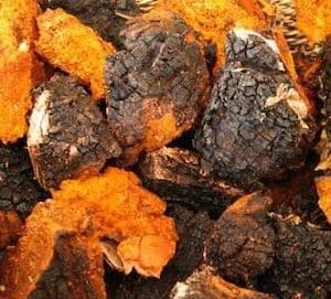 Organic Chaga Mushroom Extract Powder