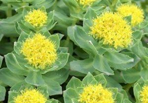 Organic Rhodiola Rosea Root Extract