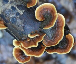 Wild Turkey Tail mushroom