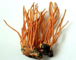 Cordyceps militaris