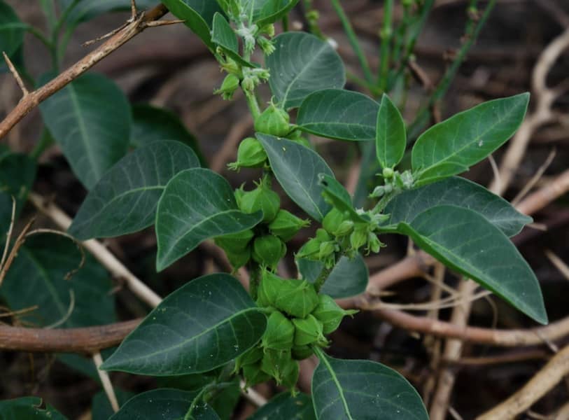 Ashwagandha is a well known Ayurvedic Rasayana