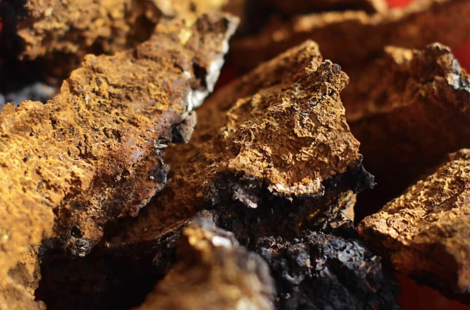 Chaga mushroom pieces (Inonotus obliquus) close up