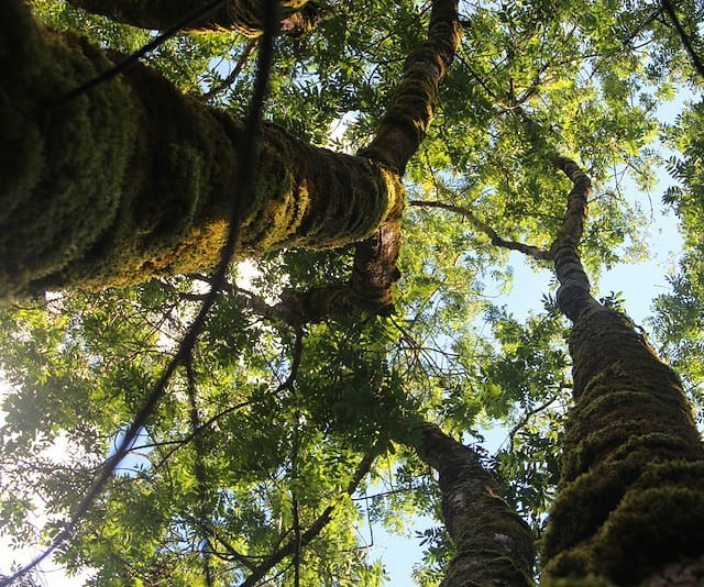 Eucommia ulmoides bark from Chinese Gutta-Percha tree