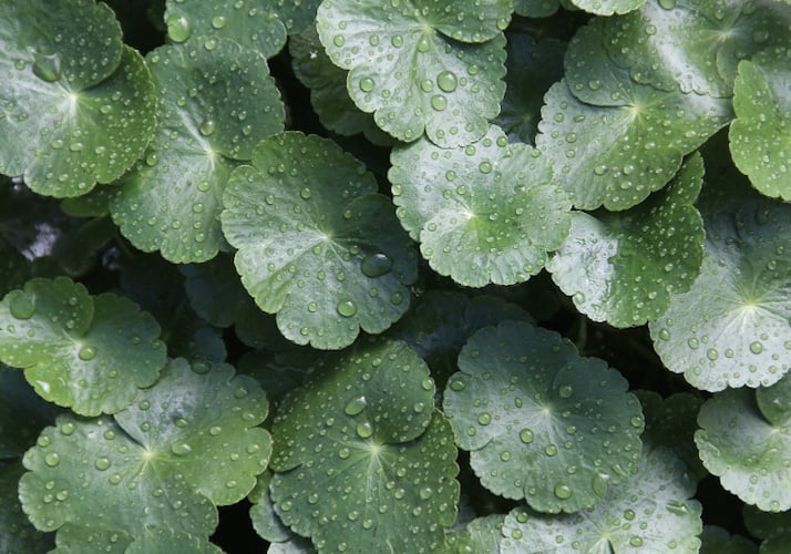 Gotu kola leaves close up