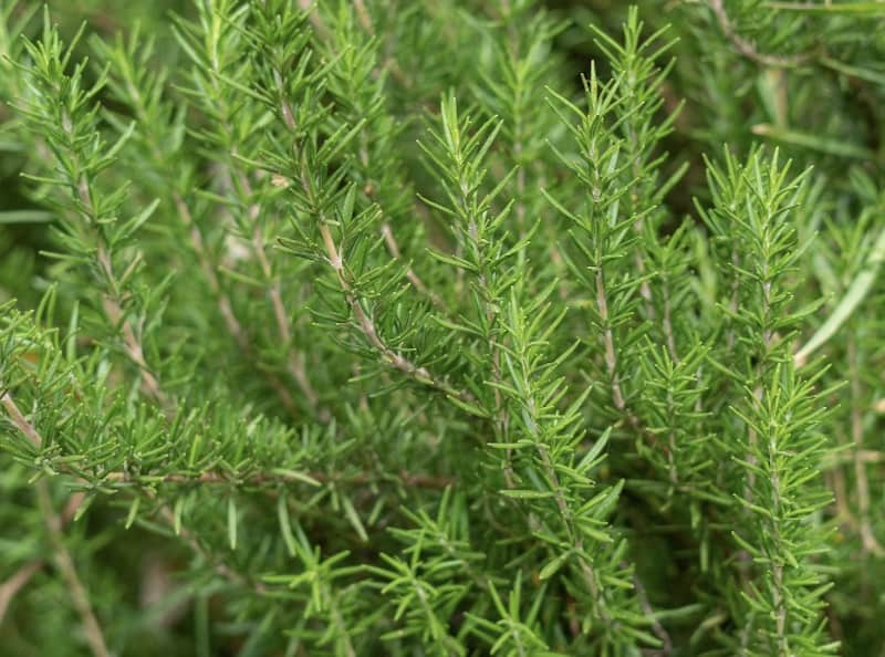 Huperzia serrata (Chinese club moss)