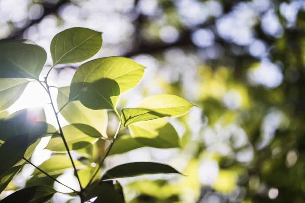 Moringa oleifera is commonly known as Drumstick trees